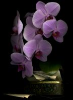 30_Orchid